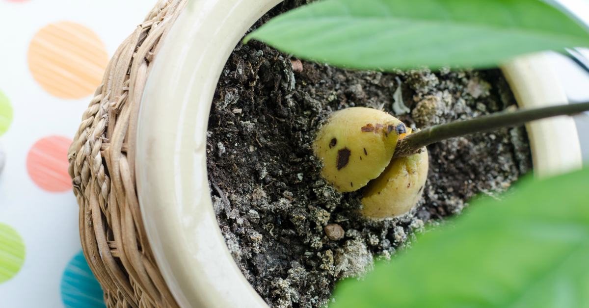 Een Avocadoplant Kweken Uit Pit Alles Wat Je Moet Weten In 5 Stappen