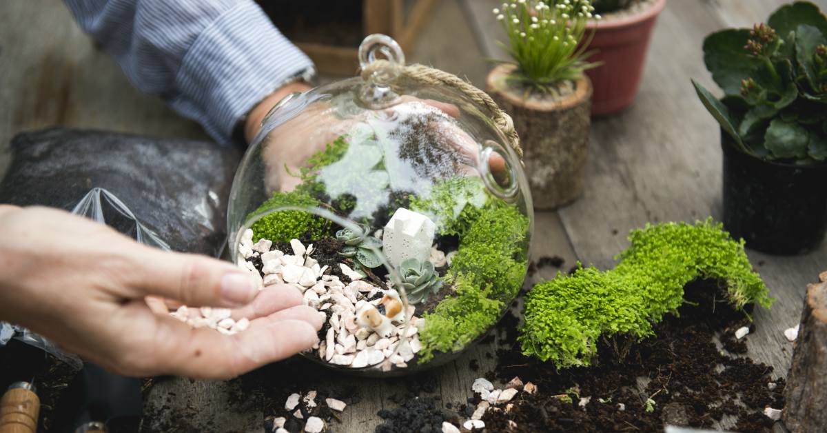Een Terrarium Maken Voor Planten Wel Een Tuin, Geen Groene Vingers!
