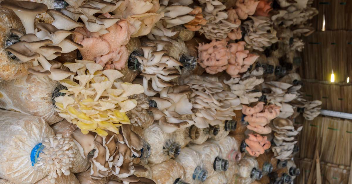 Zelf oesterzwammen kweken op stro