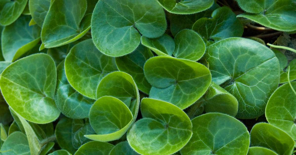 mansoor bodembedekker