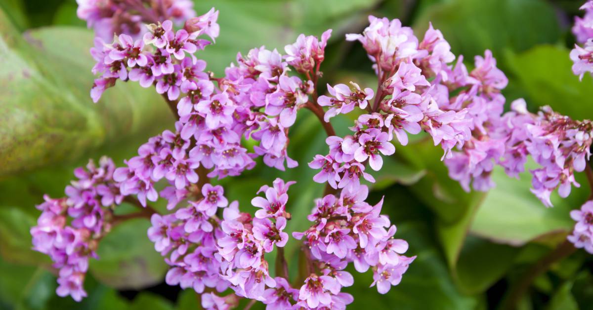 schoenlappersplant bodembedekker