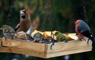 vogels eten voer