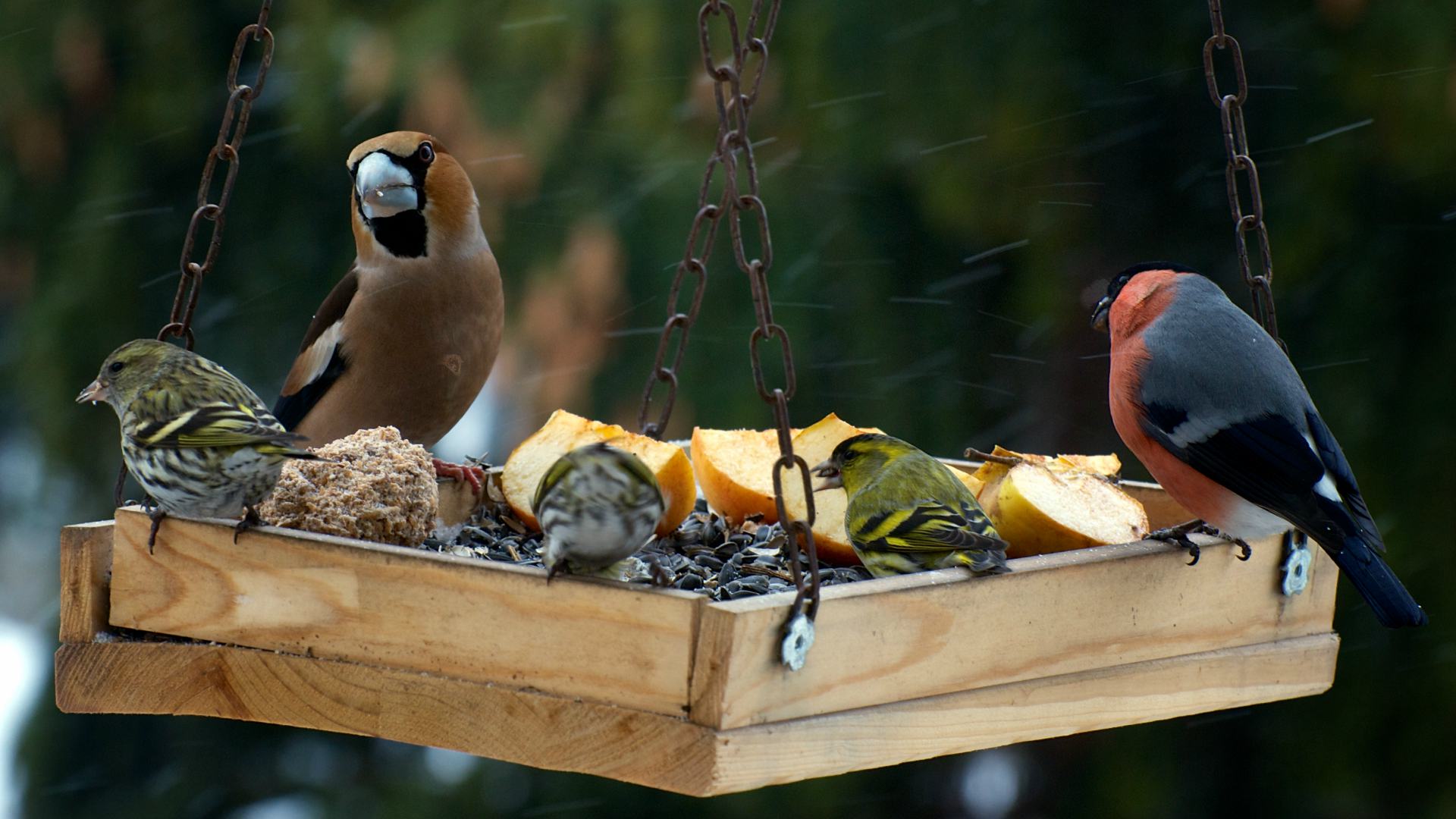 vogels eten voer