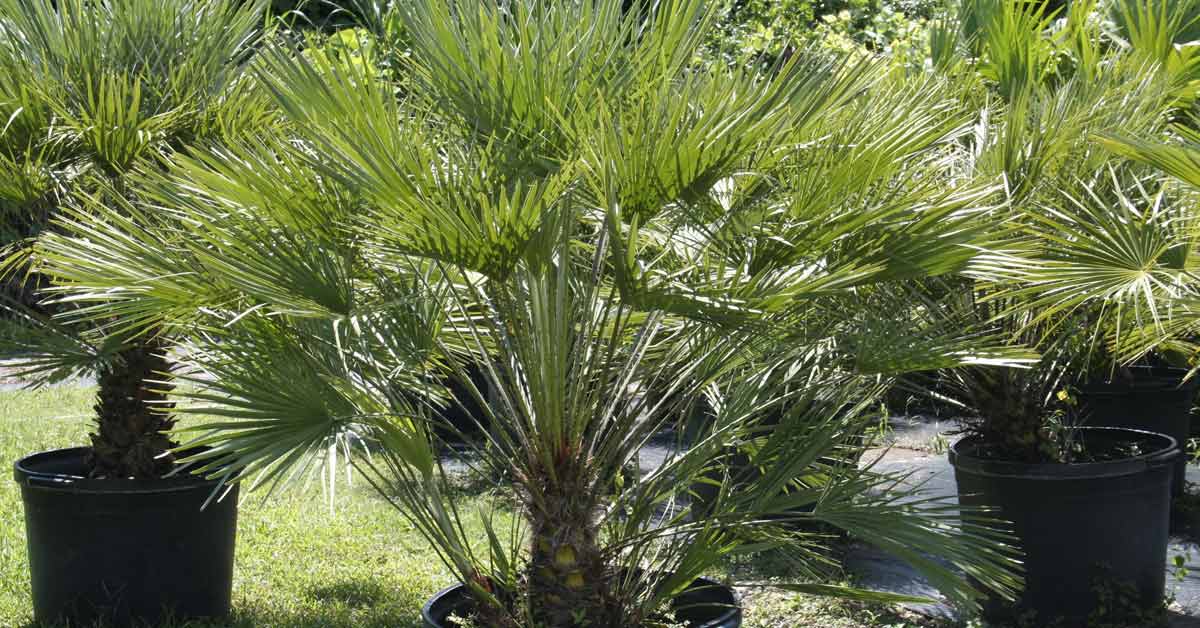 Europese dwergpalm