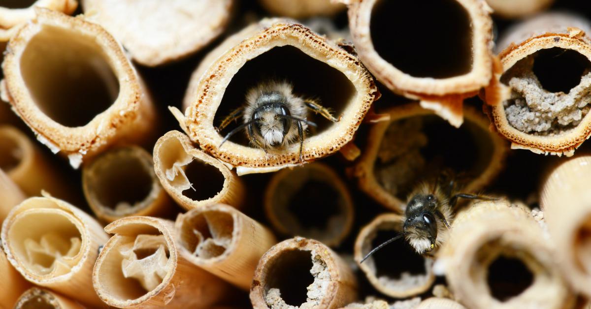 Gangen bijenhotel