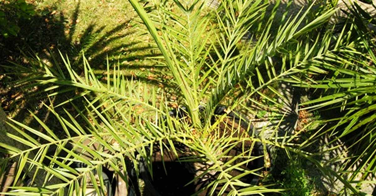 Kretenzische dadelpalm