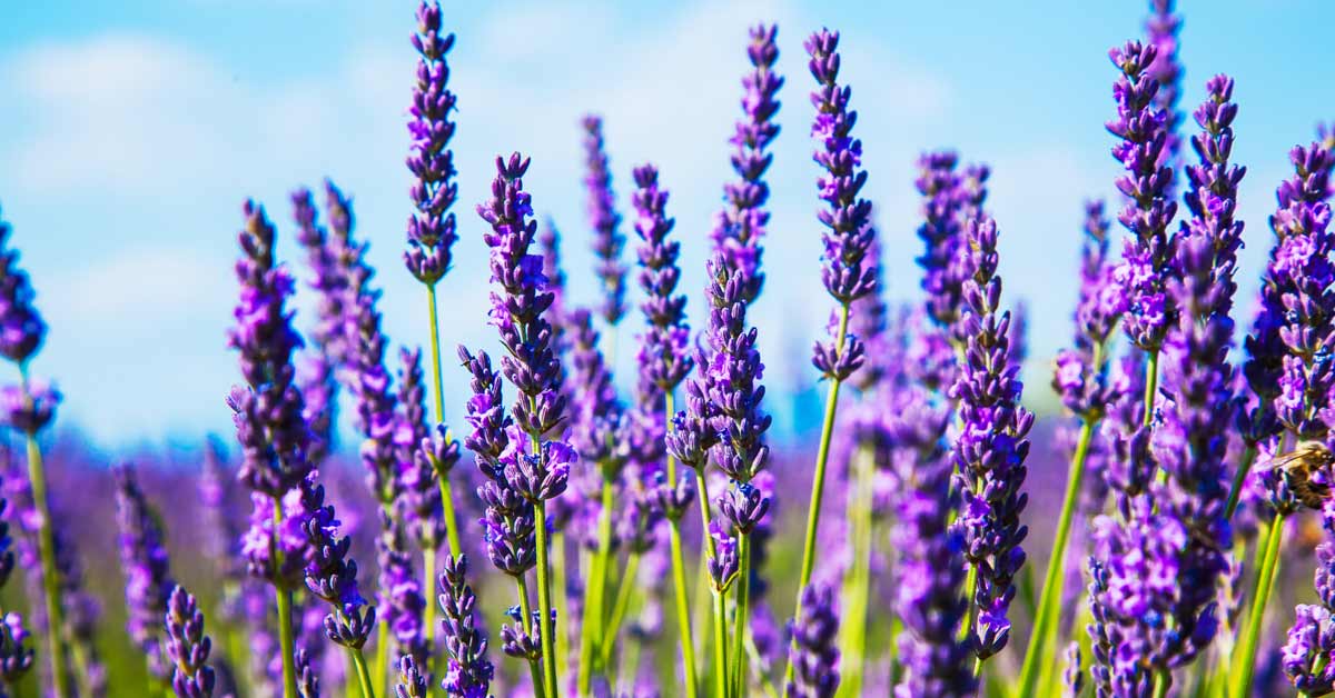Lavendel