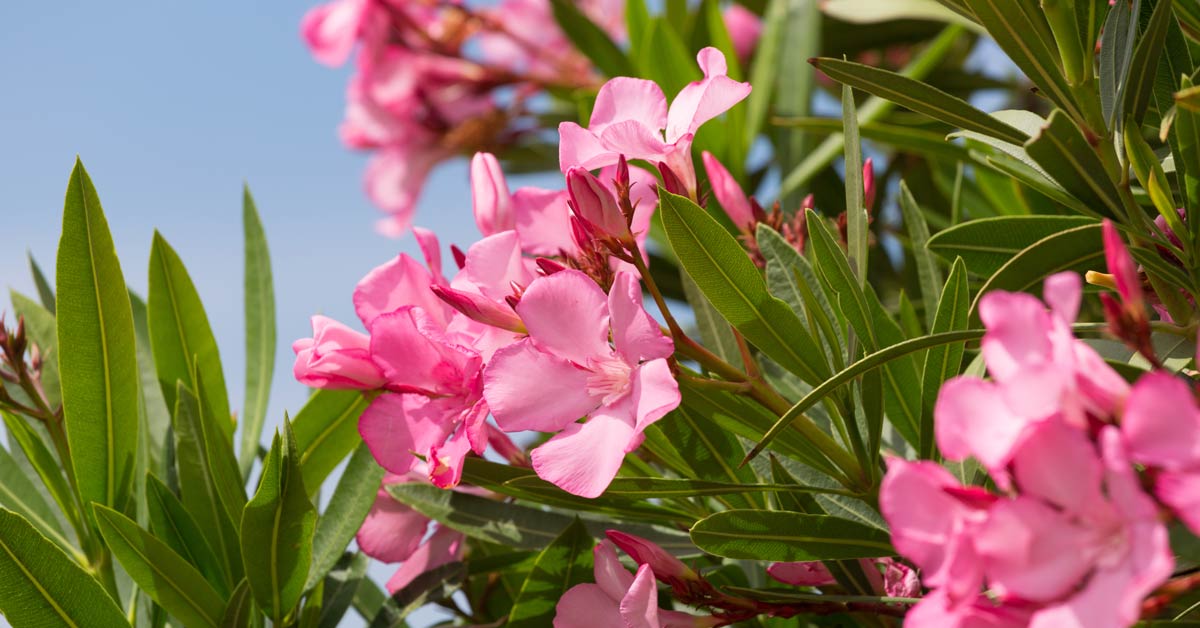 Oleander