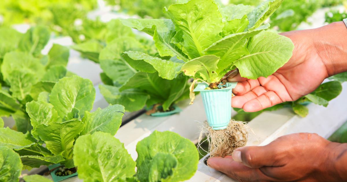 Kleine-pot-met-plant