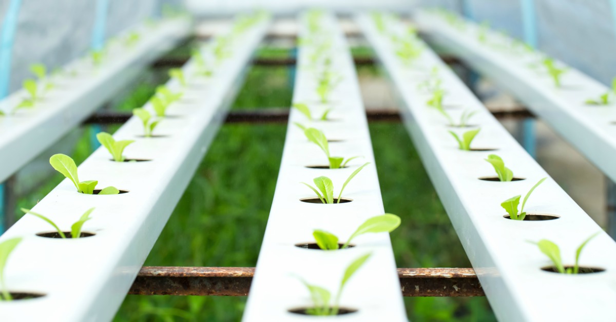 Kweken-van-planten-volgens-hydroponics