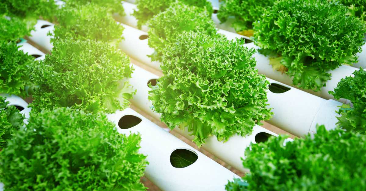 Planten-geweekt-via-hydroponics