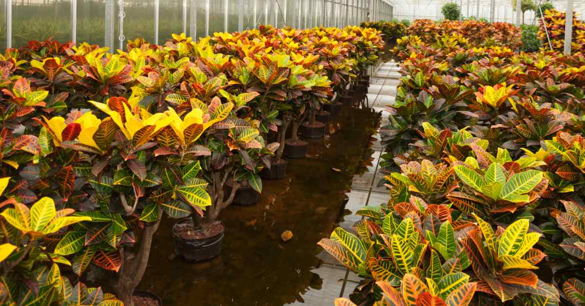 Planten-kweken-volgens0hydroponics