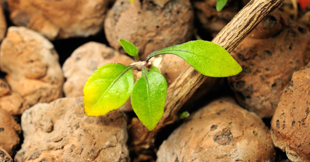 Plantje-in-hydrokorrels