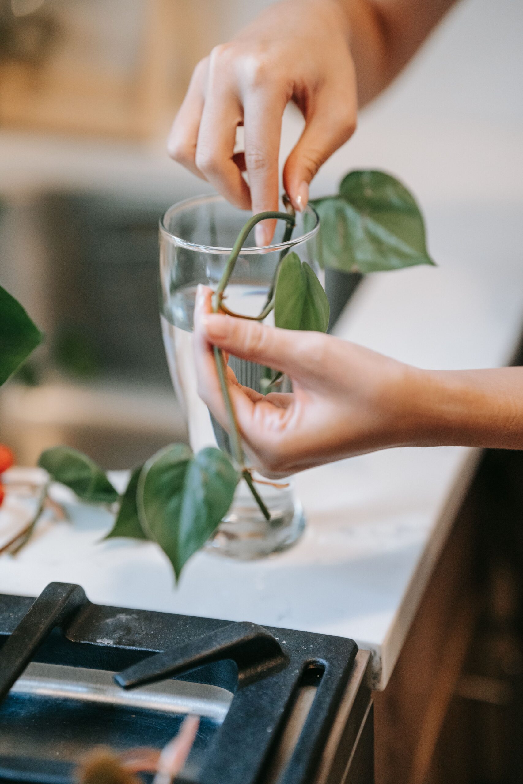 Plantstek in een glas water tijdens het wortelen