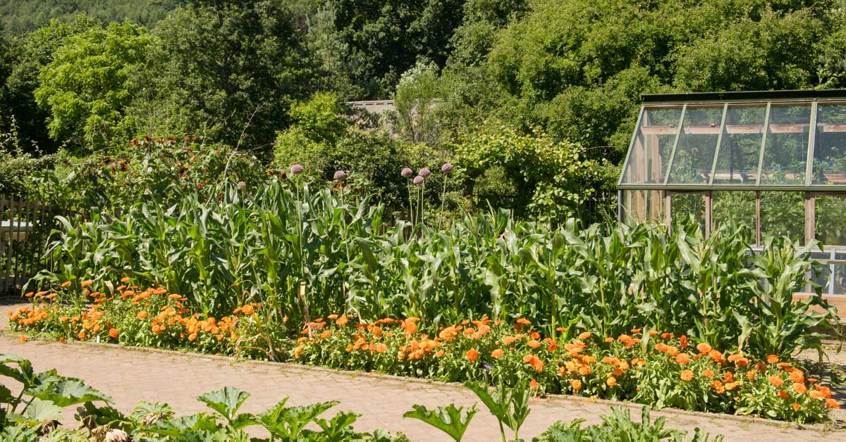 Afrikaantjes-als-gewasbescherming