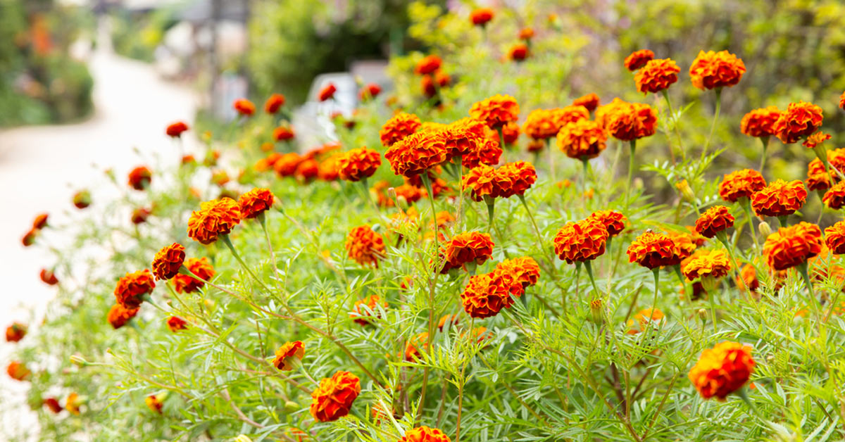 Afrikaantjes-in-een-tuin
