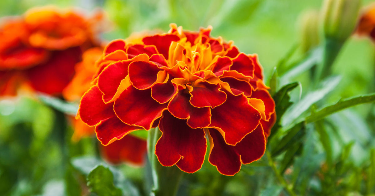 Bloem-van-een-Afrikaantje