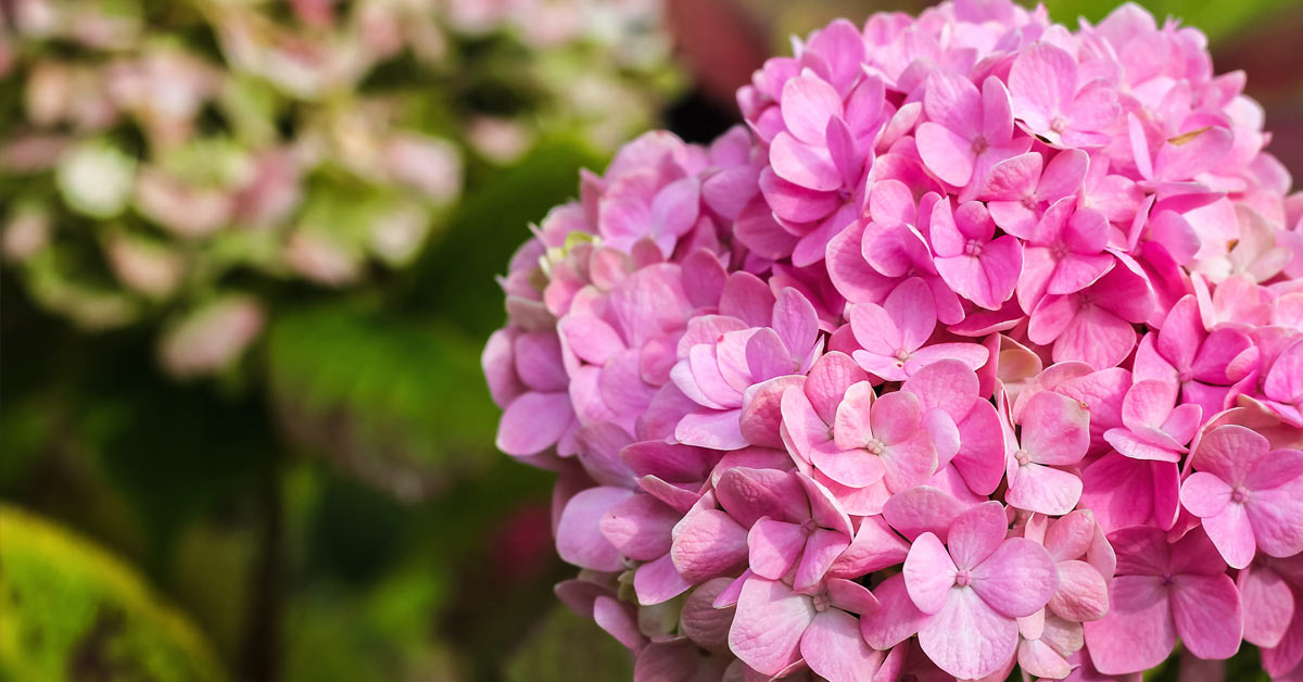 Bloemen Namen Van A Tot Z / Deze Bloemen En Planten Houden Van Veel Zon Libelle Doerga Labsed