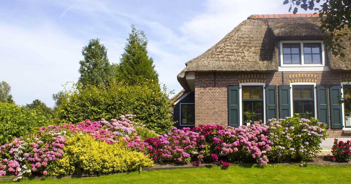 meest populaire tuinplanten van nederland