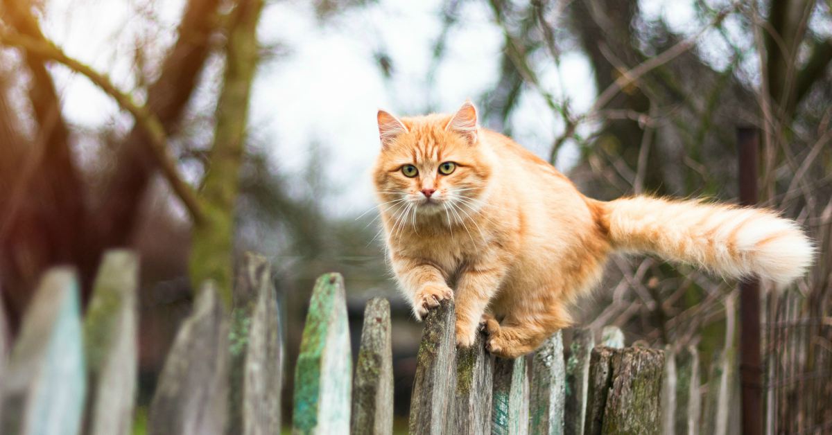 Robijn gemeenschap Einde Kat in de tuin houden | katten omheining - Buitenlevengevoel.nl