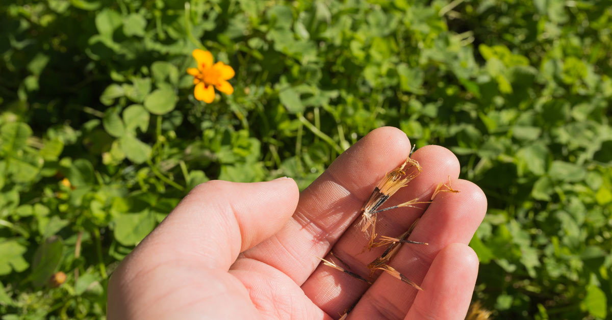 zaden-van-Afrikaantje-op-een-hand