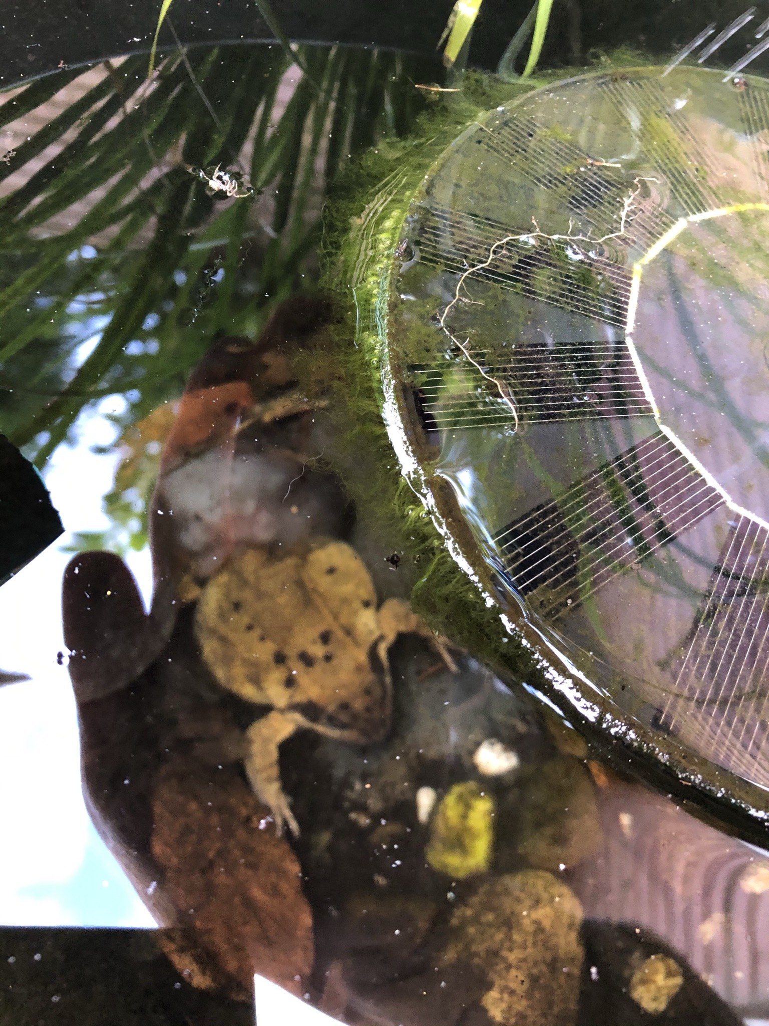 Kikkers Uit De Tuin Houden 5 Diervriendelijke Tips Kikkers Uit De Tuin Houden 5 Diervriendelijke Tips