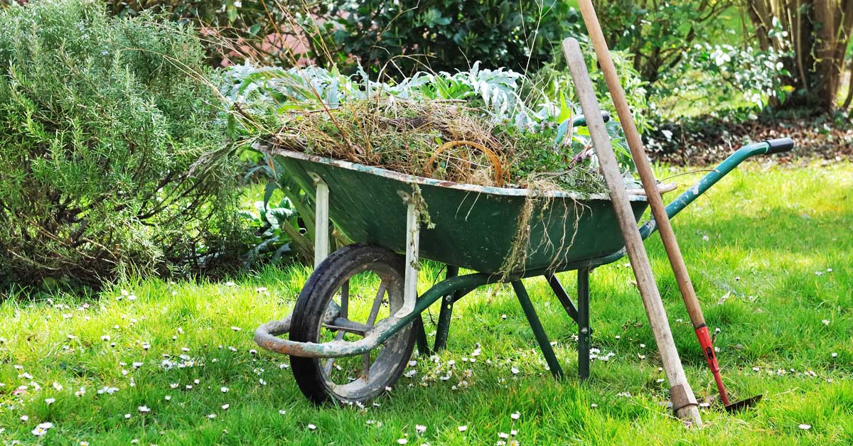 Kikkers Uit De Tuin Houden 5 Diervriendelijke Tips