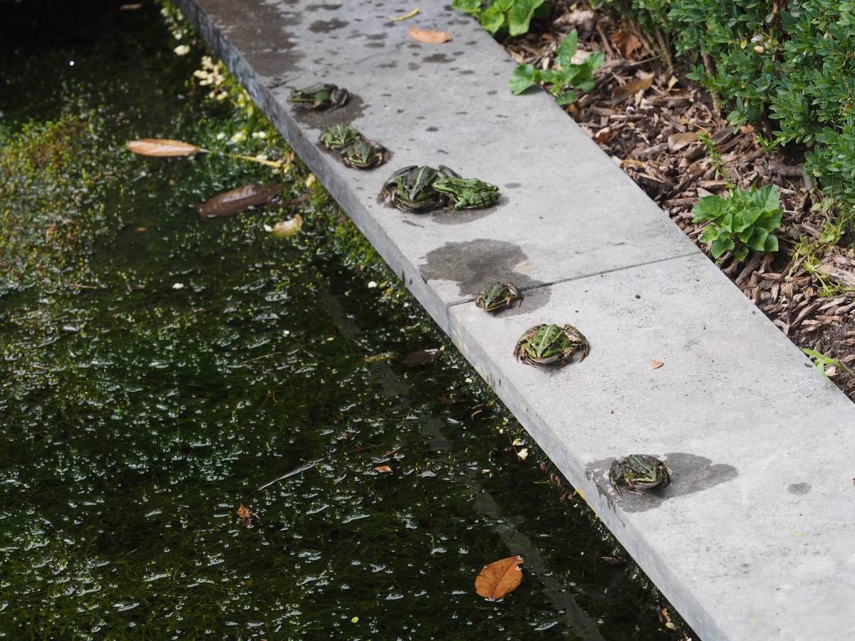 Kikkers Uit De Tuin Houden 5 Diervriendelijke Tips
