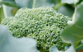 Broccoli-planten-in-de-moestuin