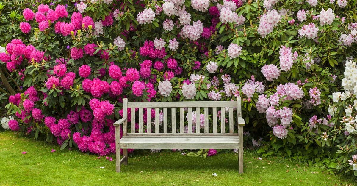 Rhododendron-met-bankje