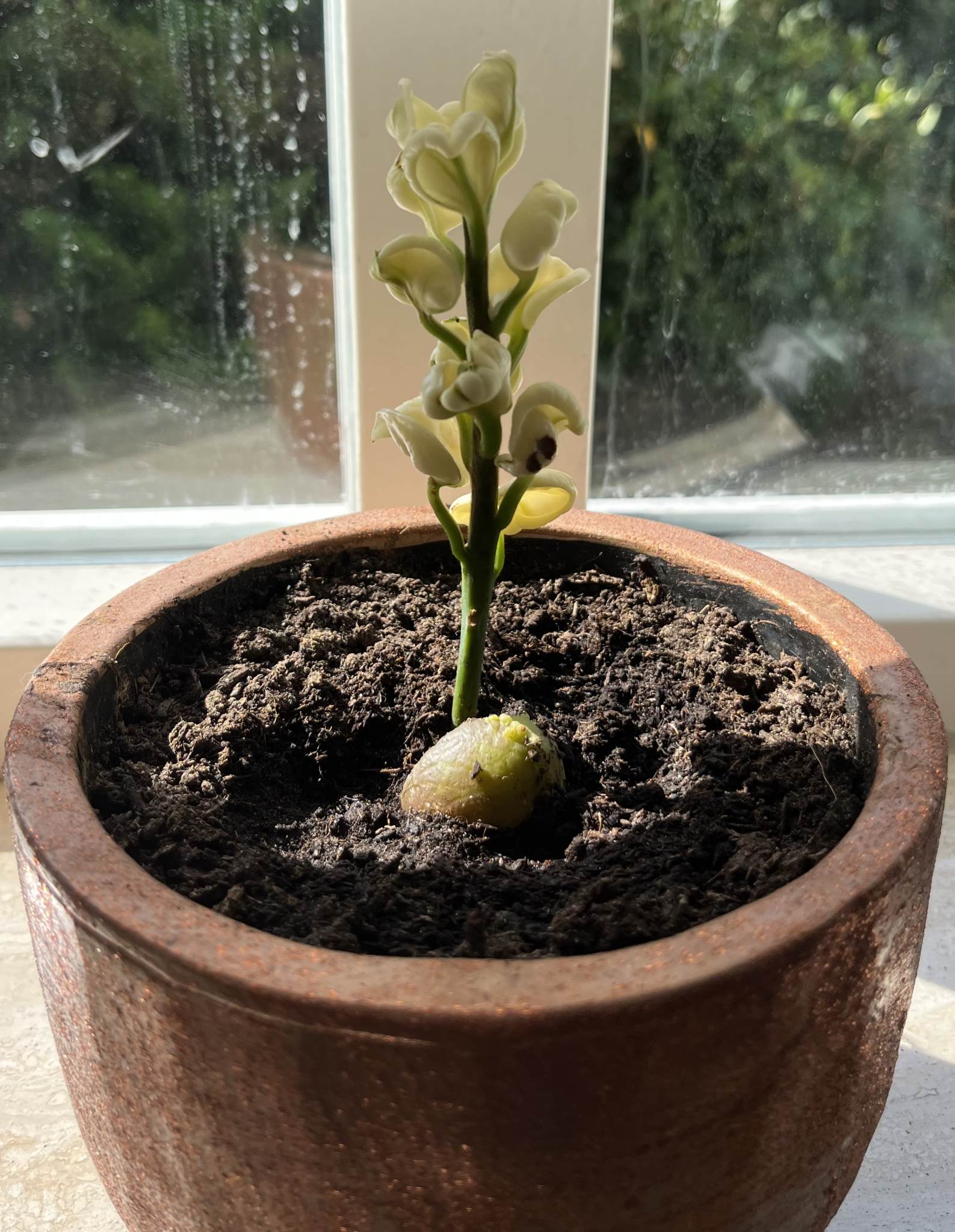 Avocado Kweken Avocado Pit Planten Buitenlevengevoel.nl