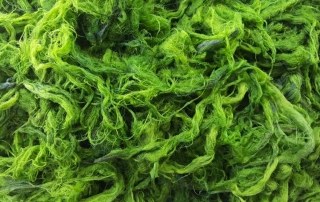 Groene-algen