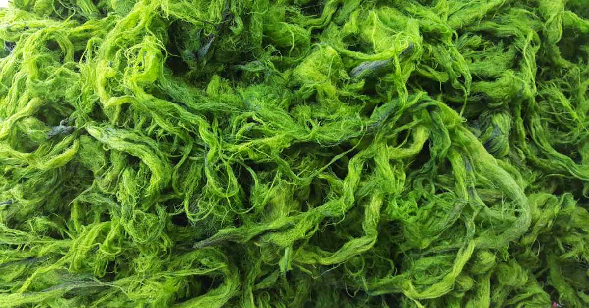 Groene-algen