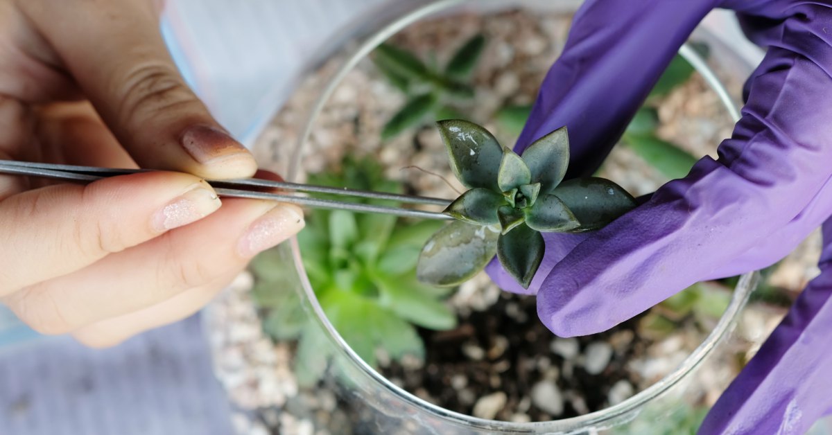 Kleine-planten-planten