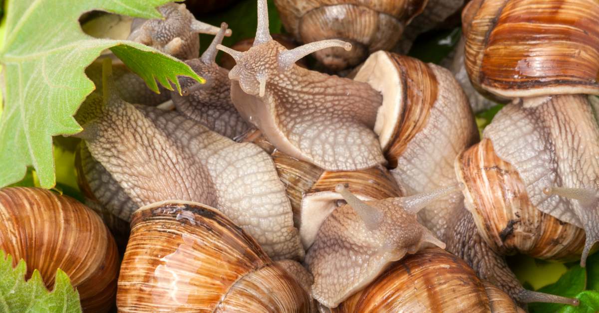 Slakken bestrijden (Ook naaktslakken) Buitenlevengevoel.nl