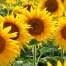 Veld-met-zonnebloemen