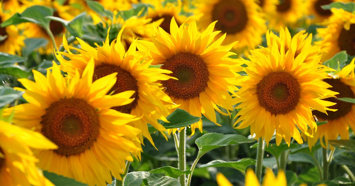 Veld-met-zonnebloemen