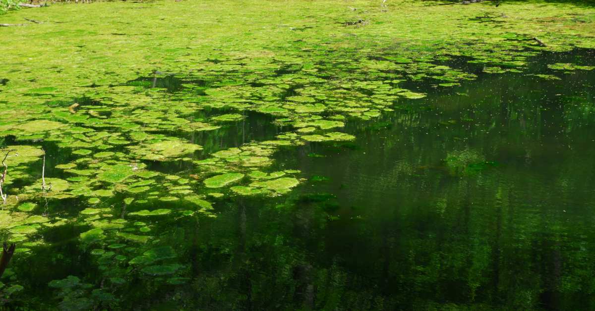 Groen-vijverwater