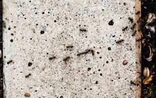 Mieren-op-een-tegel