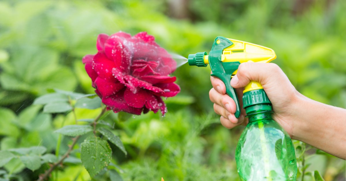 Uienextract-op-rozen-spuiten