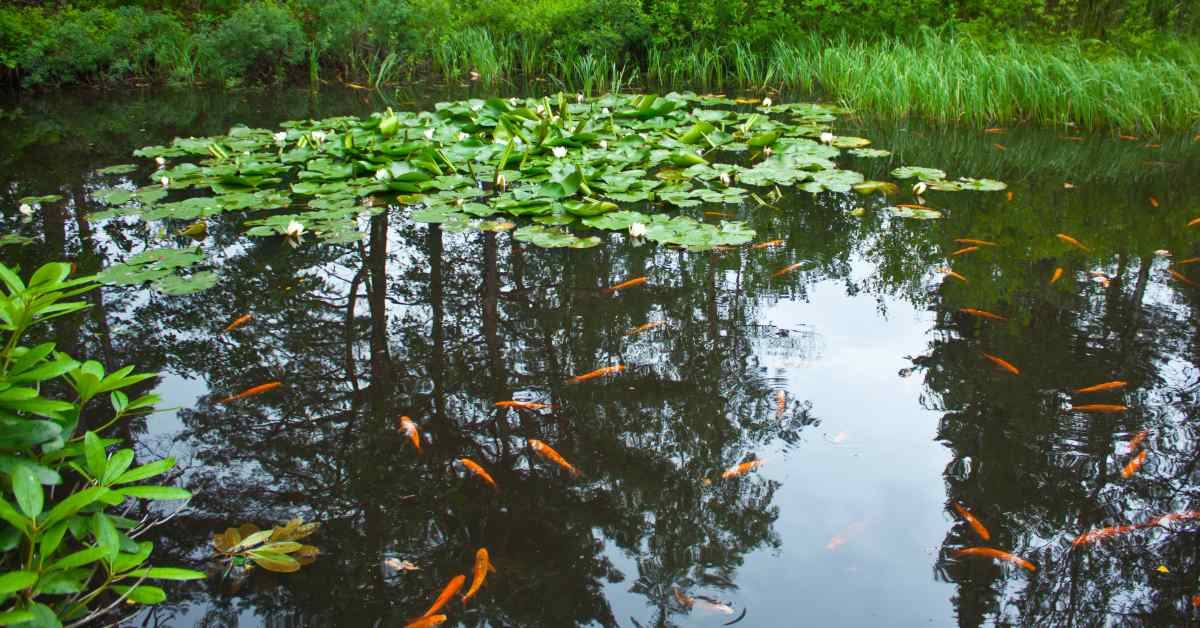 Vissen-in-zwemvijver