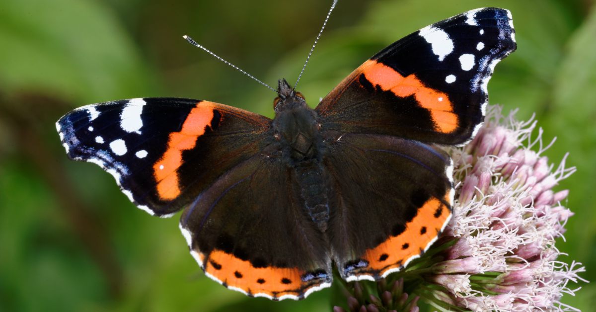 Premier Sta in plaats daarvan op Samenpersen Vlinders in Nederland Herkennen: Deze 15 Zorgen Voor Zomerkriebels