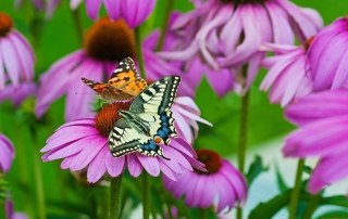 Vlinders-in-Nederland-herkennen