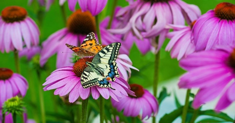 Afbeeldingsresultaat voor Vrije vlinders die vrolijk vliegen