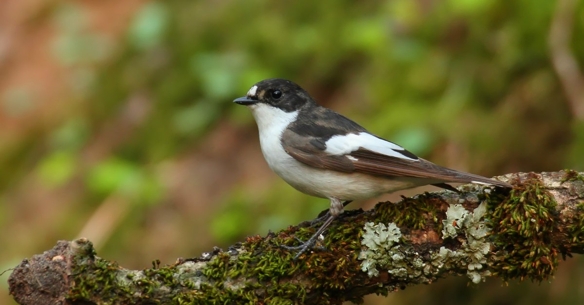 Ongekend Vogels In De Tuin Herkennen: 27 Tuinvogels & Info ZM-69