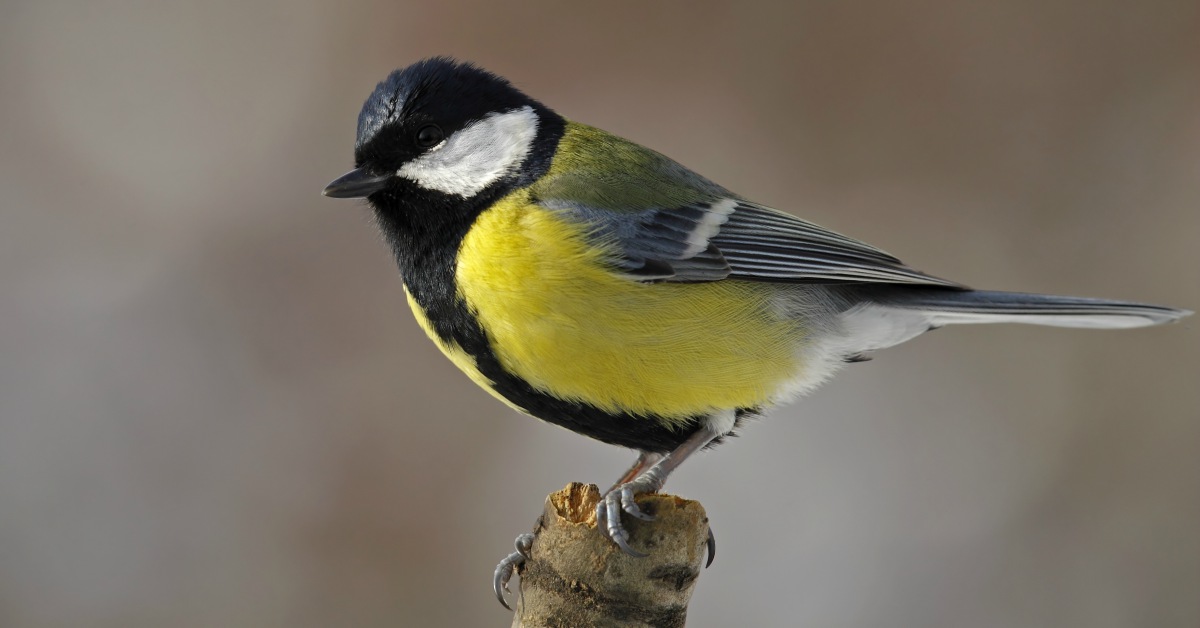 Verwonderlijk Vogels In De Tuin Herkennen: 27 Tuinvogels & Info VG-46