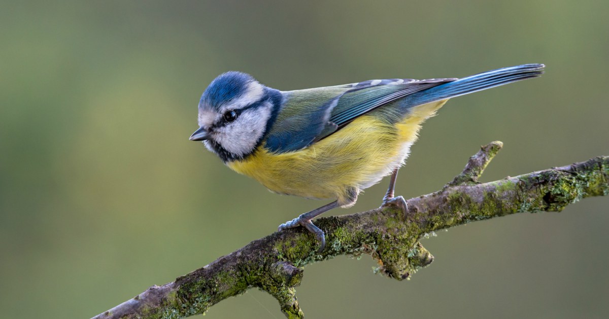 Vogels in de tuin herkennen (2022)