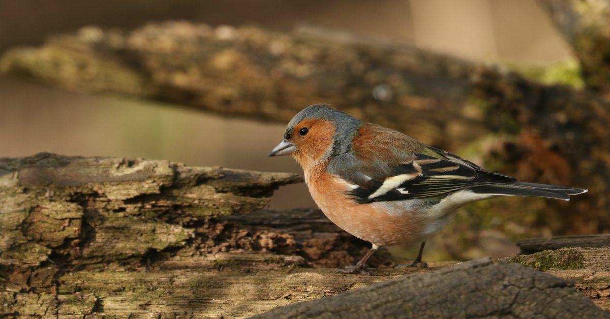 Wonderbaarlijk Vogels In De Tuin Herkennen: 27 Tuinvogels & Info FL-34