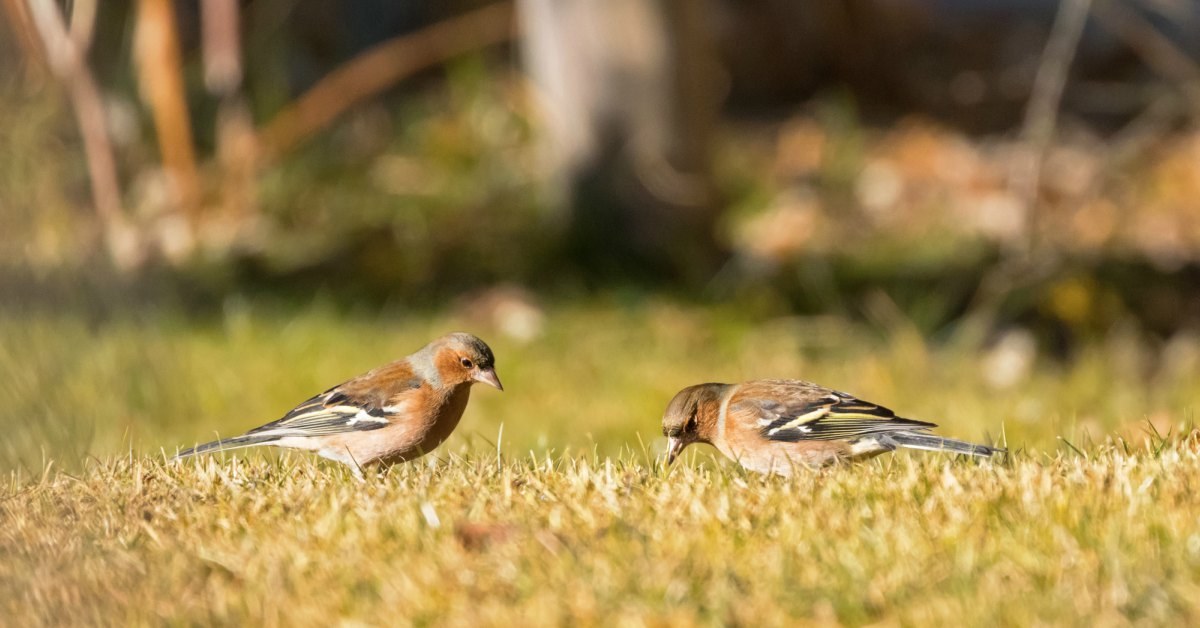 paar boeren berouw hebben Vogels In De Tuin Herkennen: 27 Tuinvogels & Info - Buitenlevengevoel.nl
