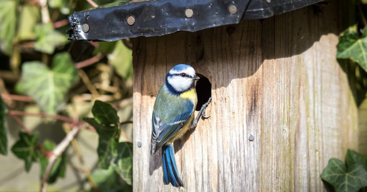 Vogel in nestkastje